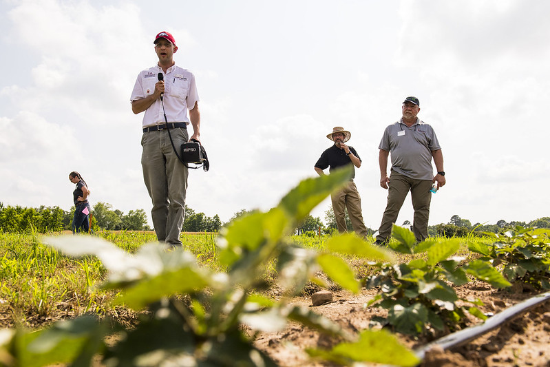 Man speaking in blackberry field