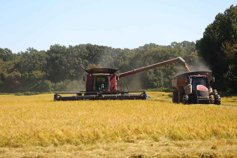 Combine harvesting rice