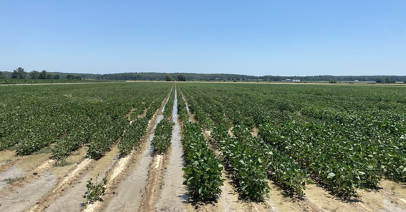 Soybean plot