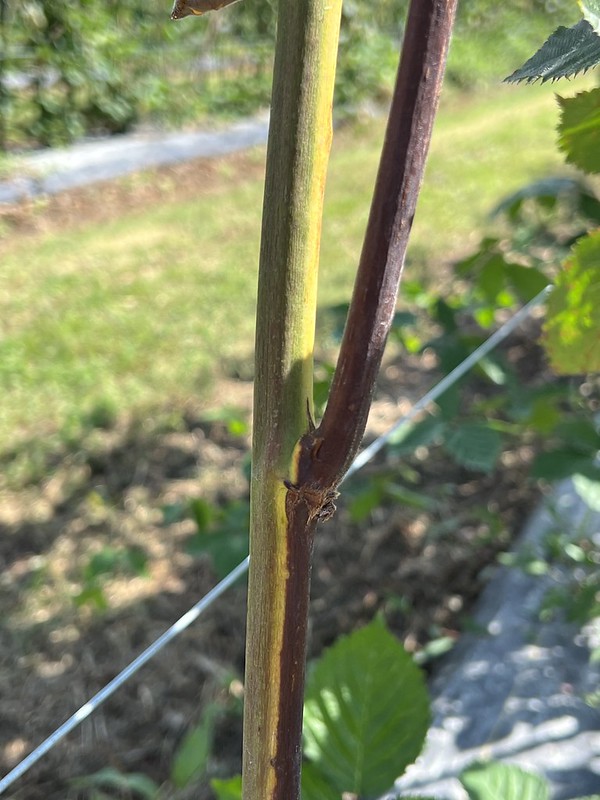 Blackberry stalk with Fusarium wilt 