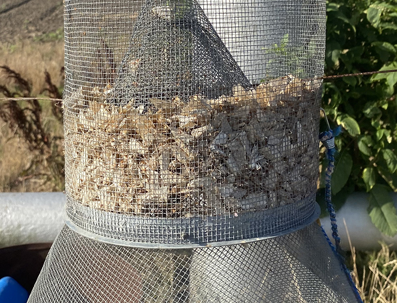 Close up of moth trap which is about a third full