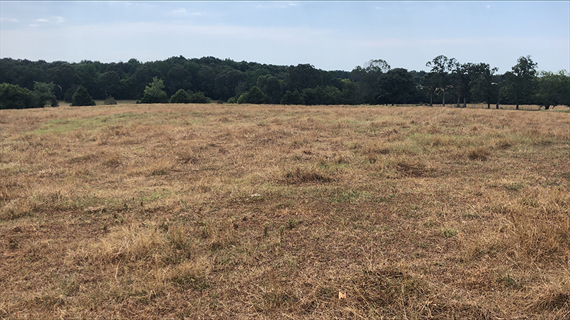 Burned up pasture near Lynn, Arkansas.