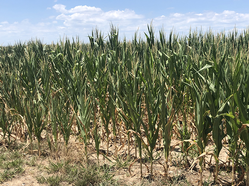 Drought-stressed corn in a field.