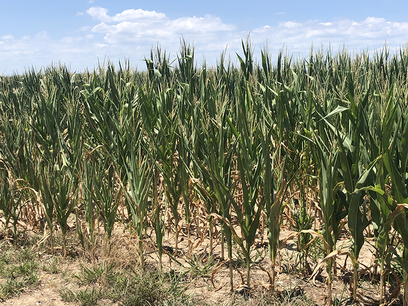 Stressed corn 1-SMOL Drought-stressed corn in a field.