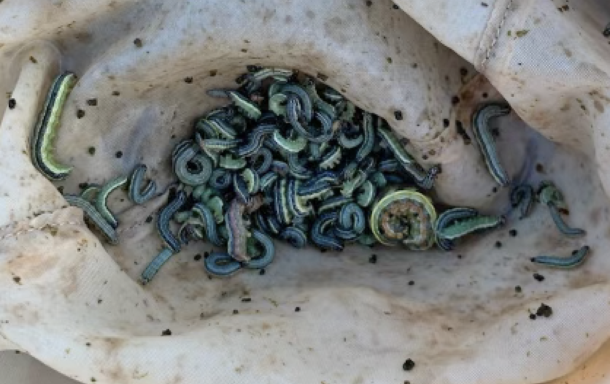 Cluster of green rmyworms in a sweep net