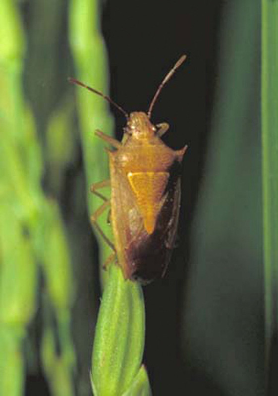 Stinkbug on rice plant
