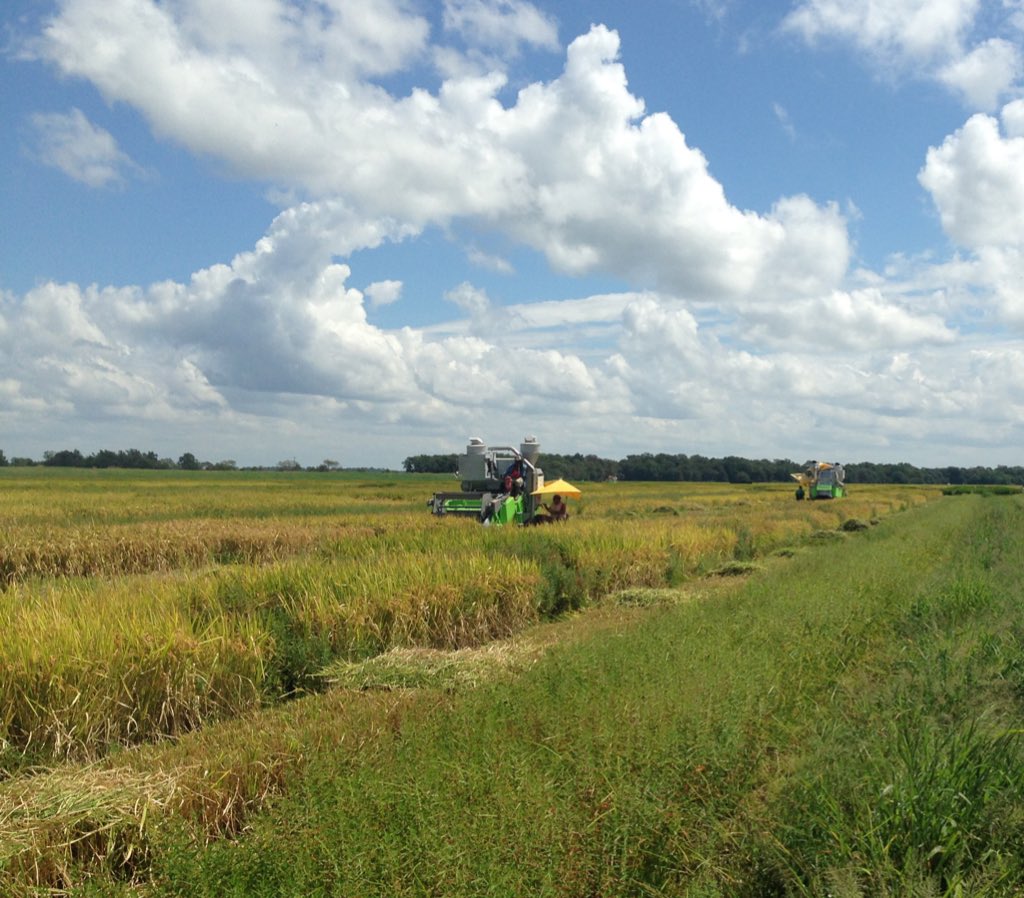 harvesting at RREC