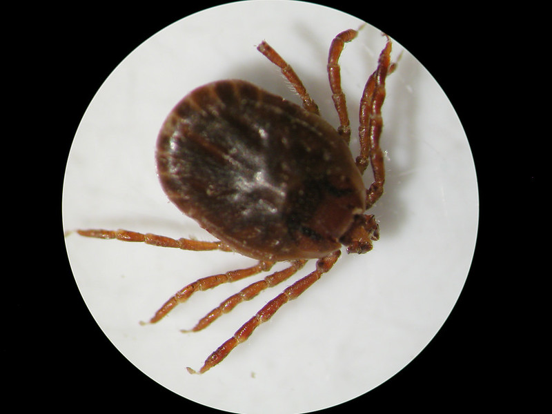 Asian longhorned tick seen through a microscope