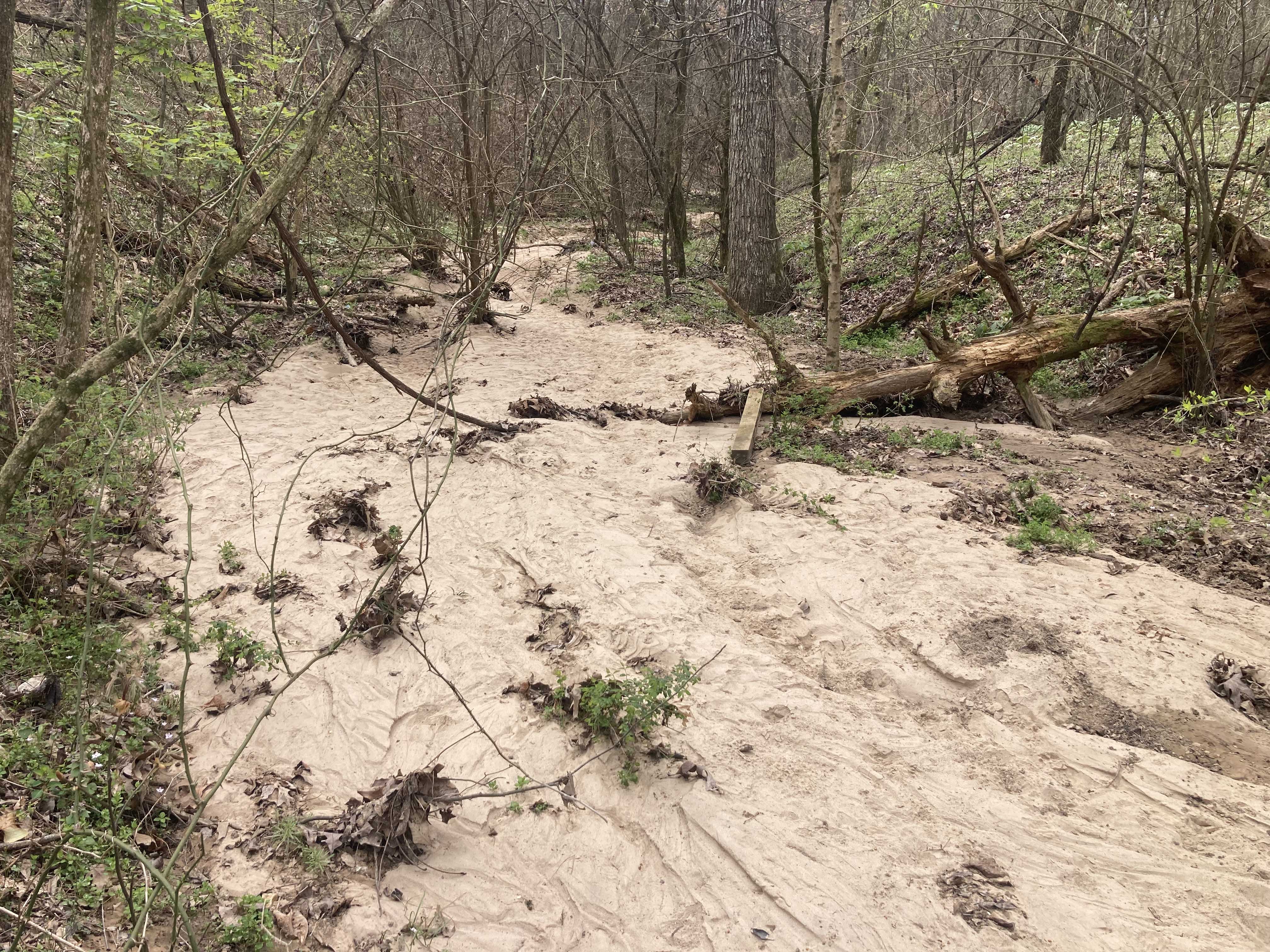 Sandy path on Crowley's Ridge