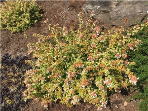 Abelia Kaleidoscope