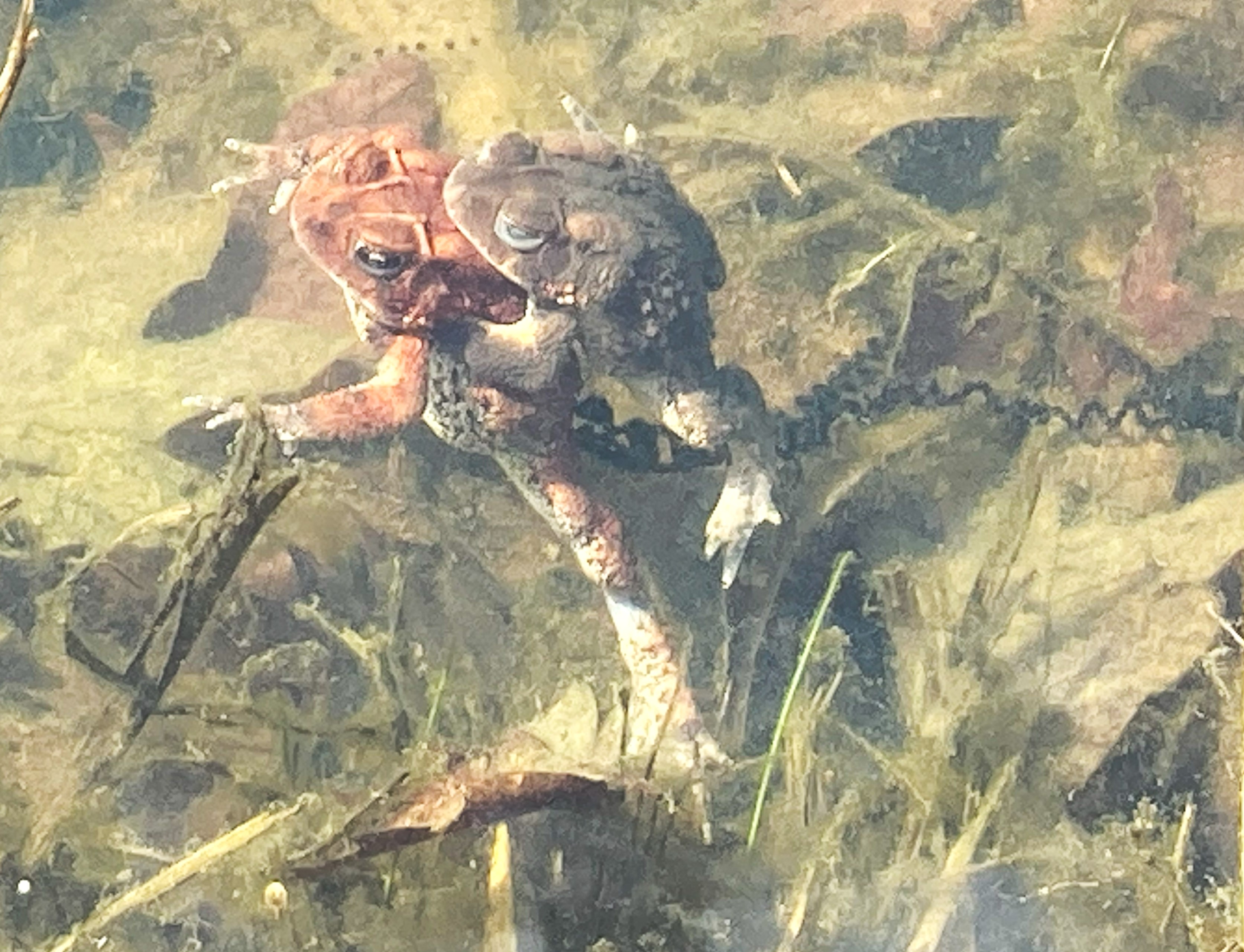Toads mating