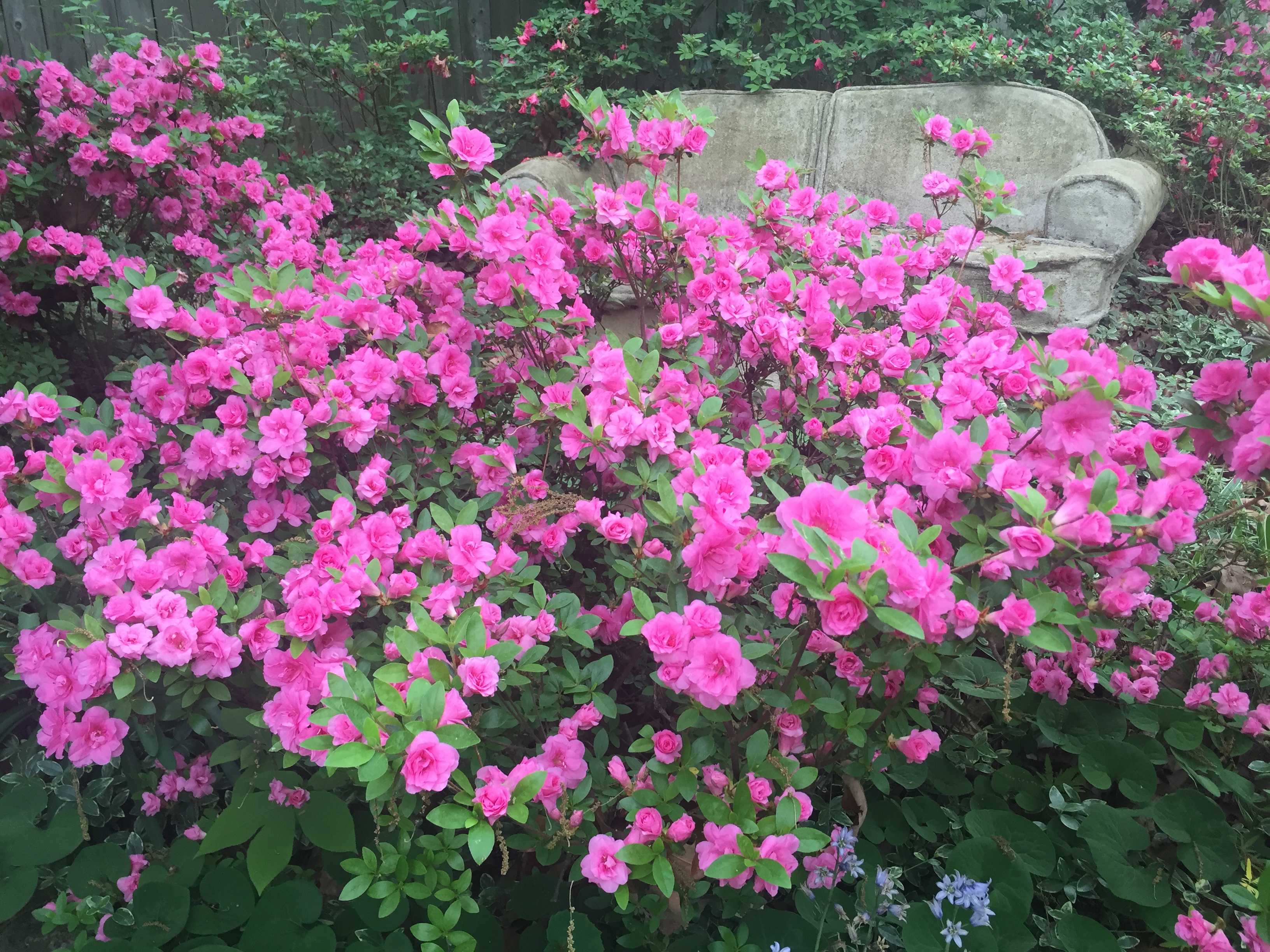 Rhododendron “Rosebud”; Gable hybrid Azalea “Rosebud”