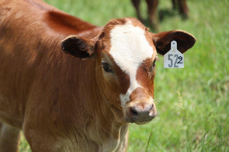 Baby beefmaster calf