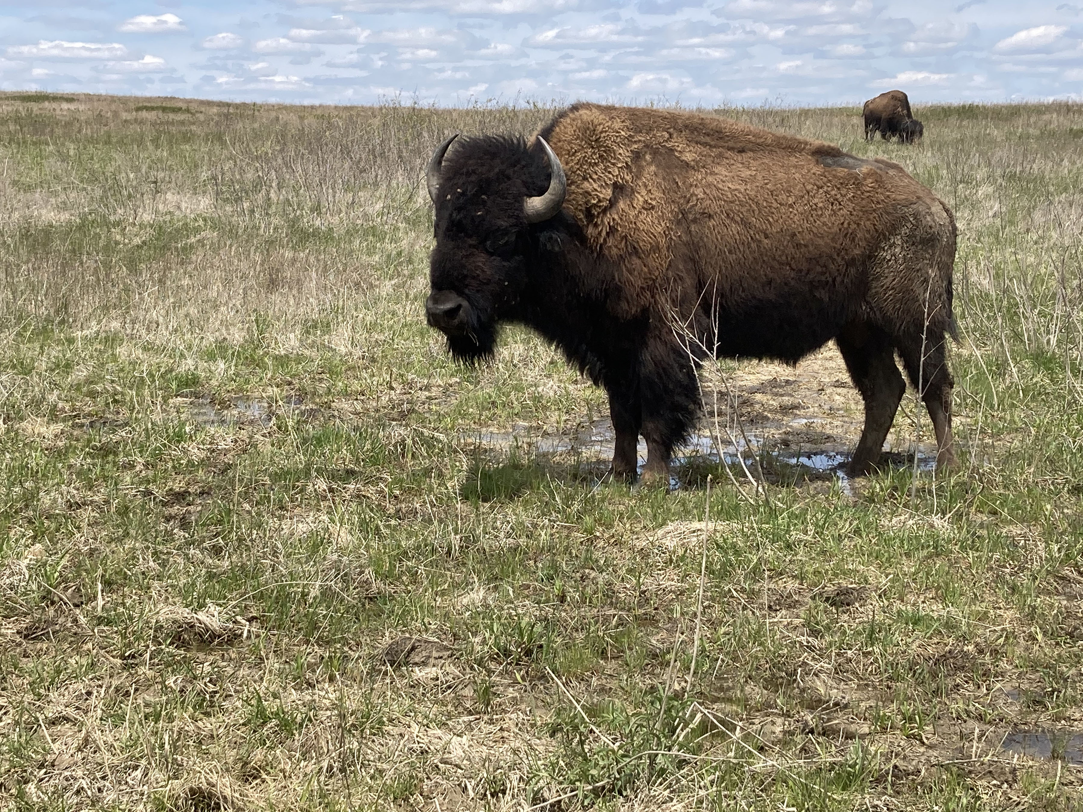 Buffalo in Arkansas