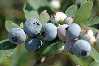 Blueberries Blueberries