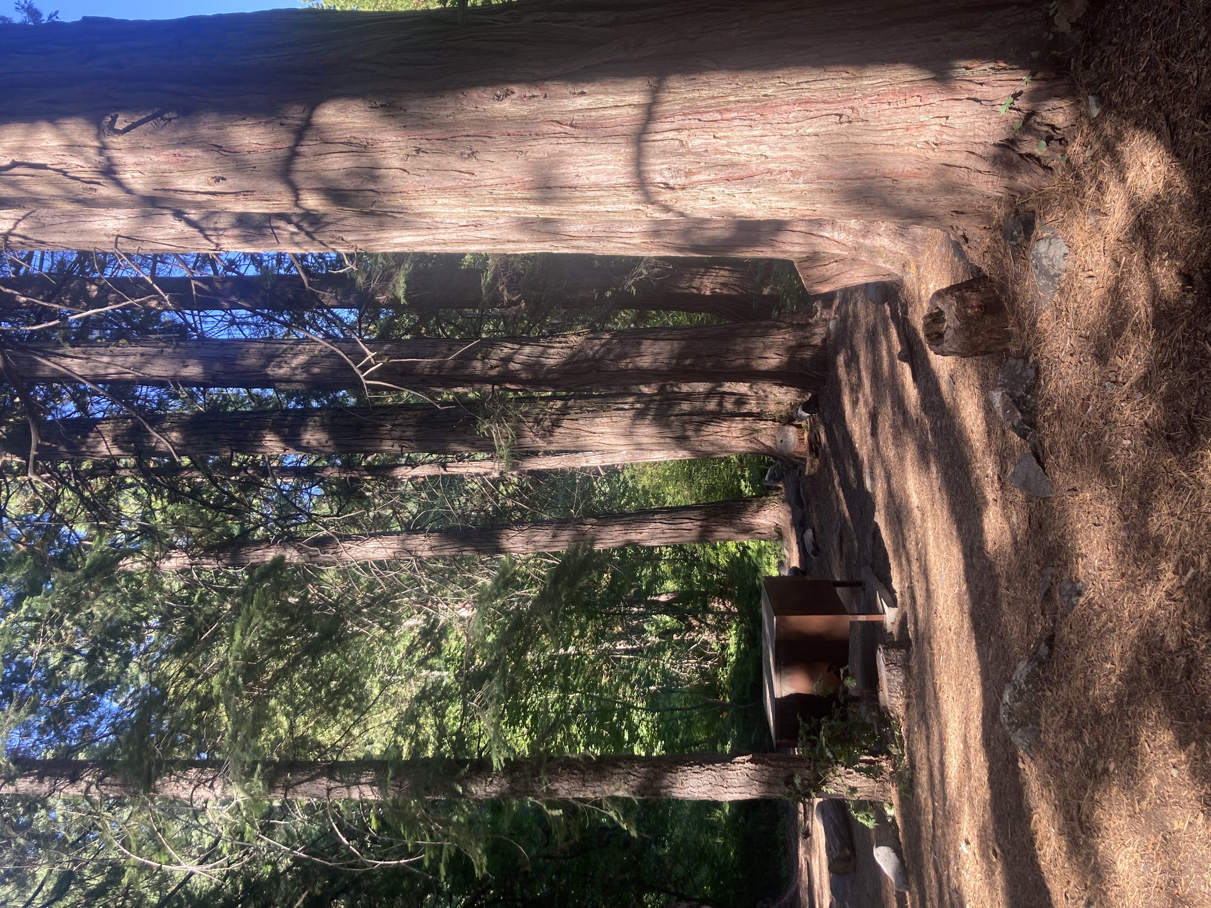 This row of California incense cedars are about 80 feet tall.