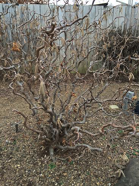 harry lauder's walking stick
