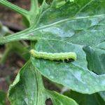 Cabbage Looper on Plant