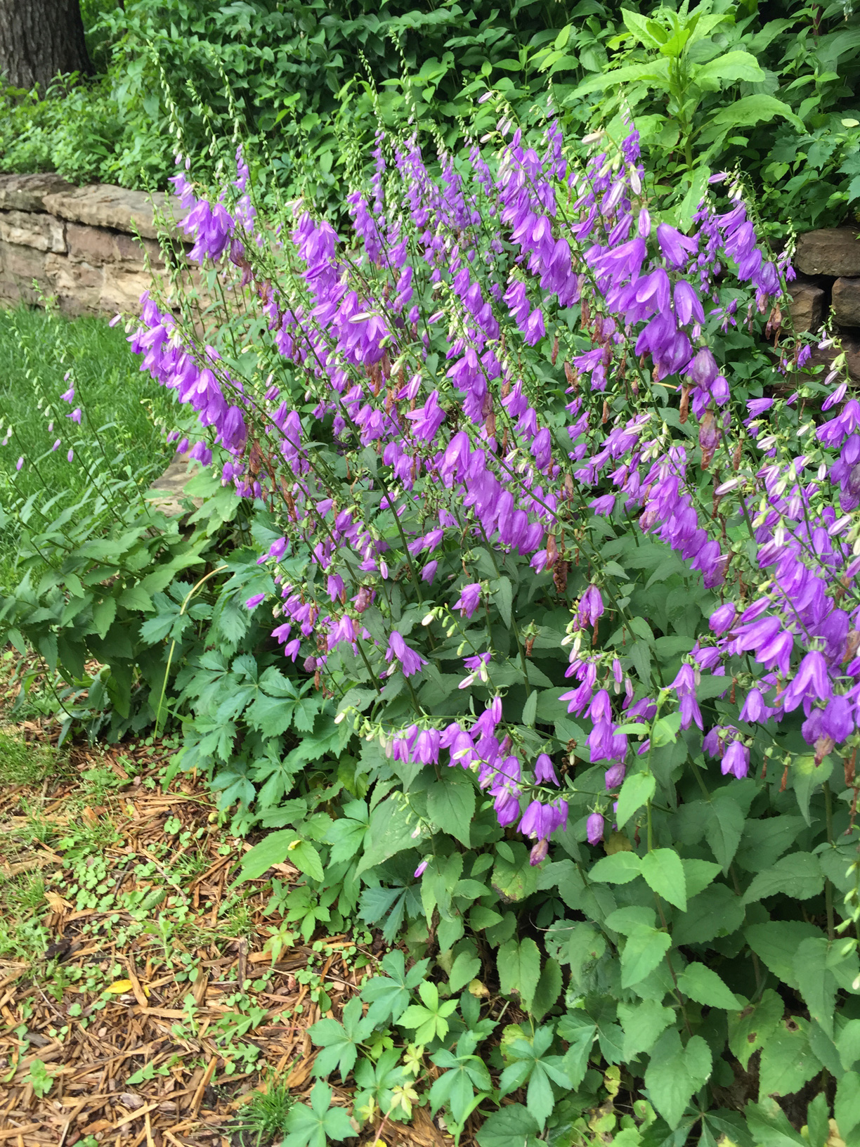 Purple flowers against leafy background