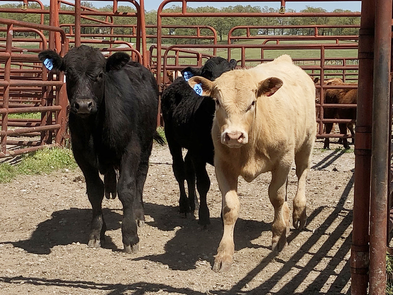 Three cattle in a pen