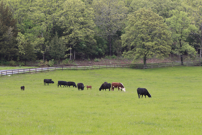 Cattle grazing in green grass