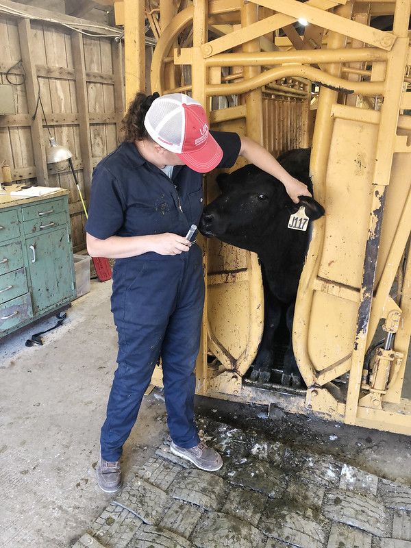 Woman collecting ticks from a cow