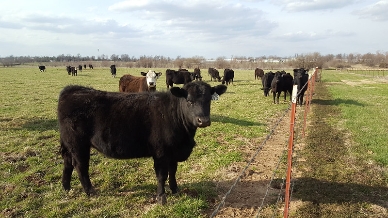 cattle grazing in green field