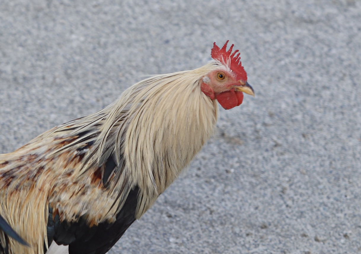 Rooster on a paved street