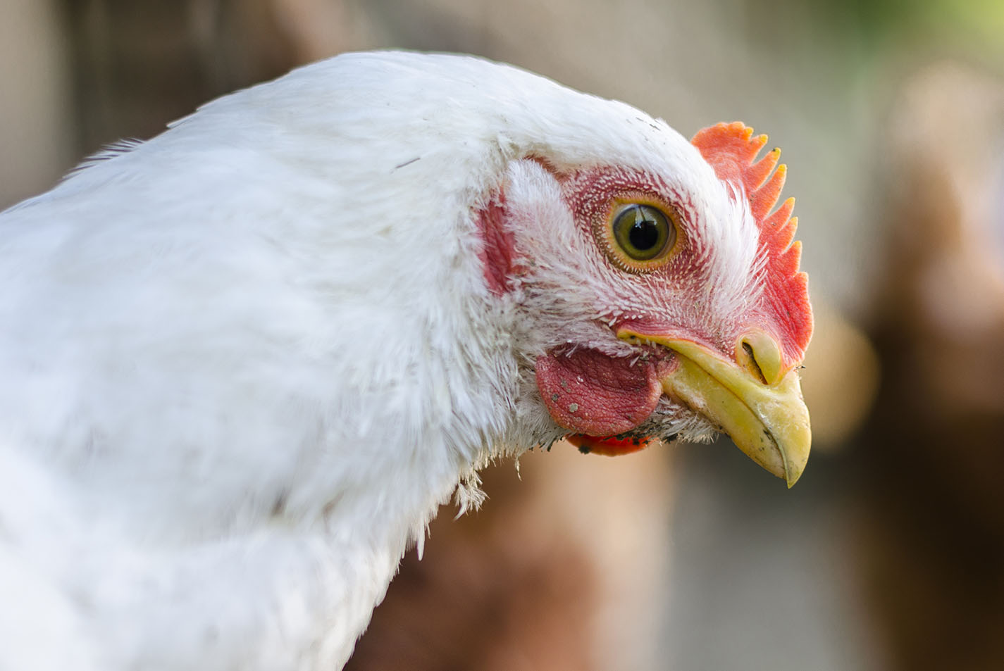 right-facing head of white chicken