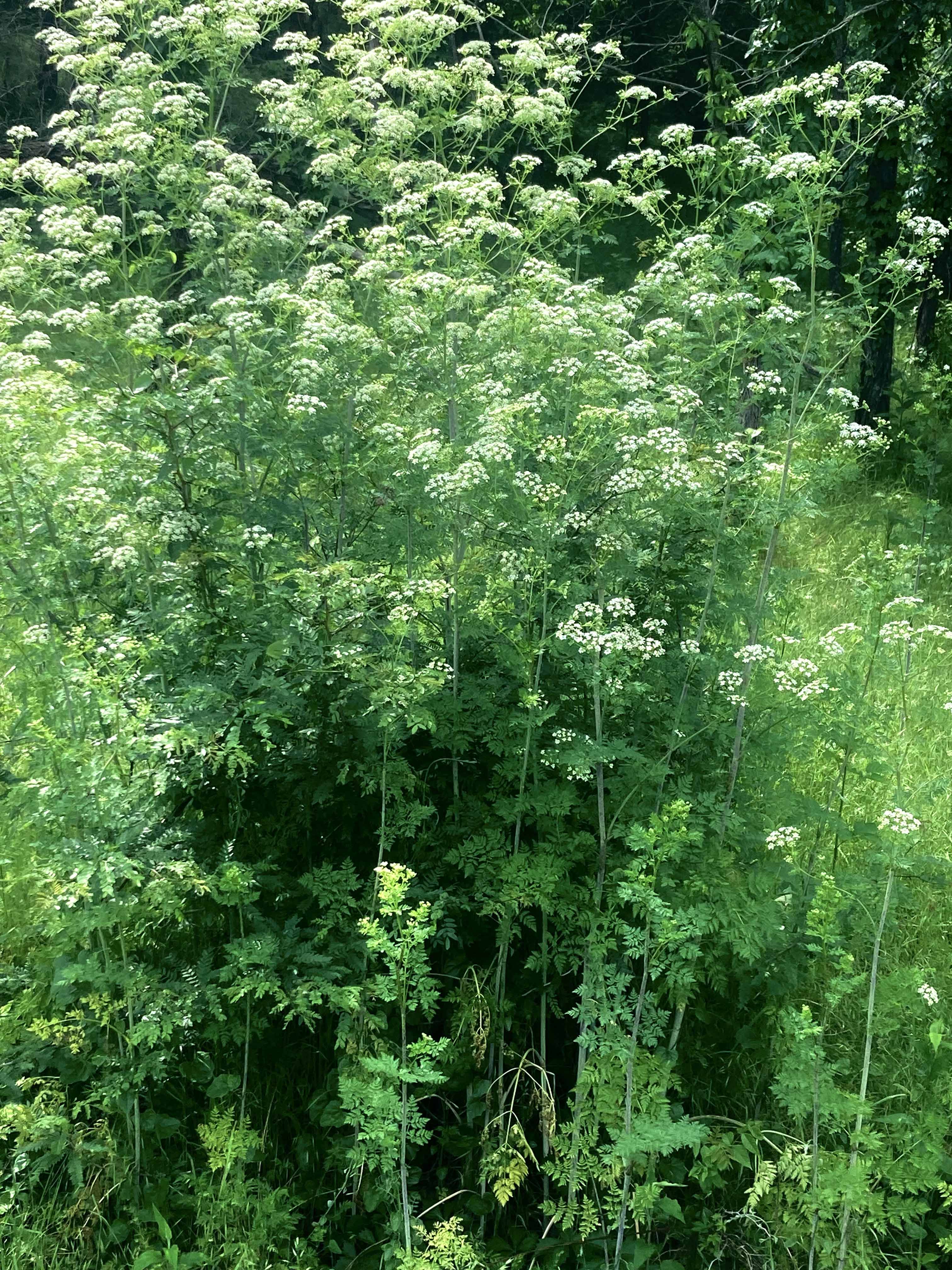 water hemlock