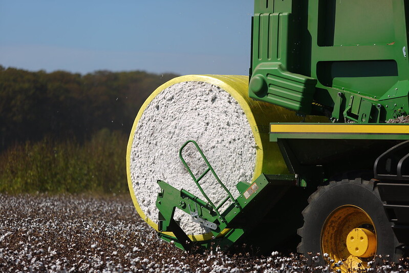 Cotton module behind a harvester 