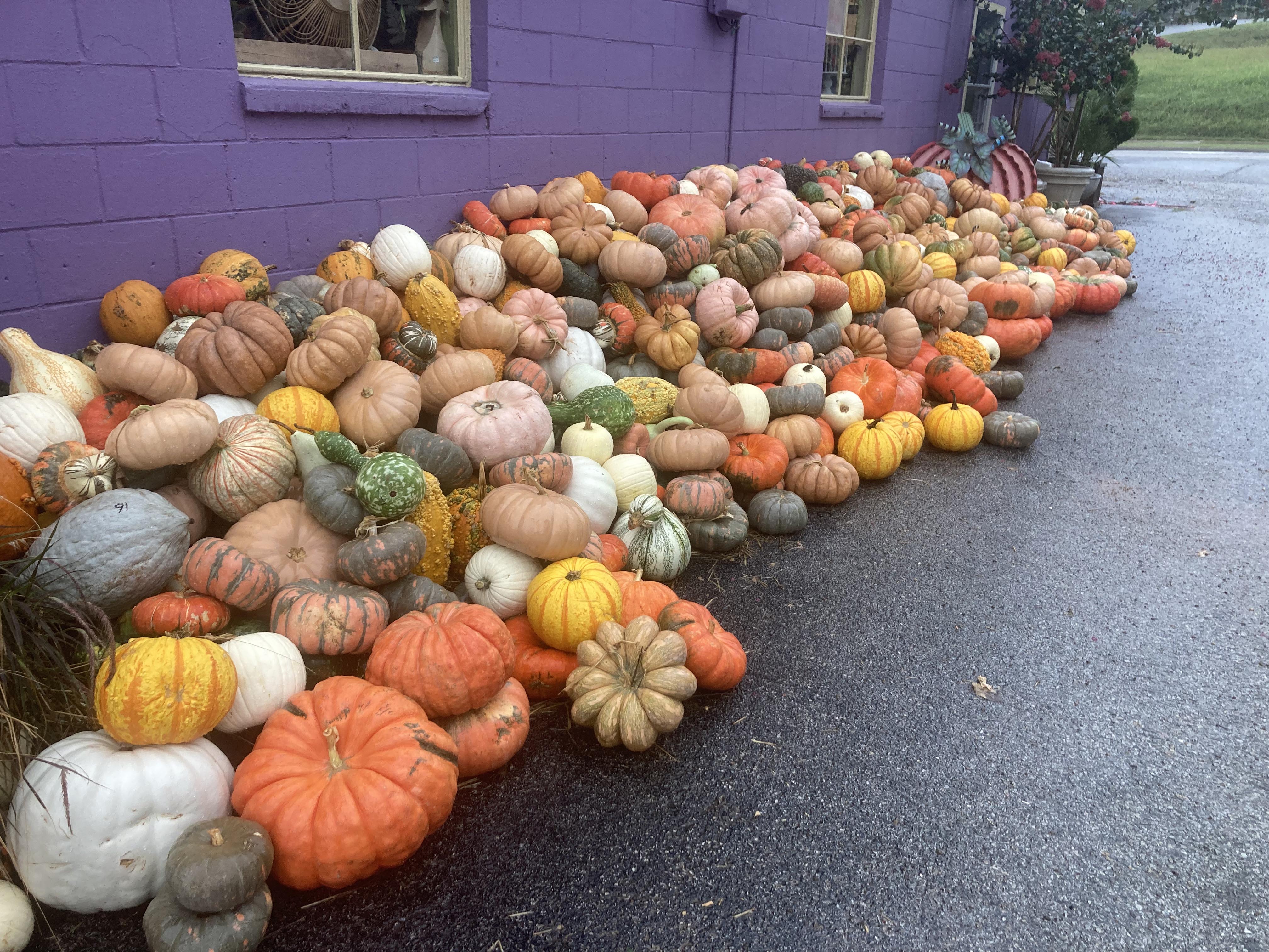A large pile of gourds against a wall