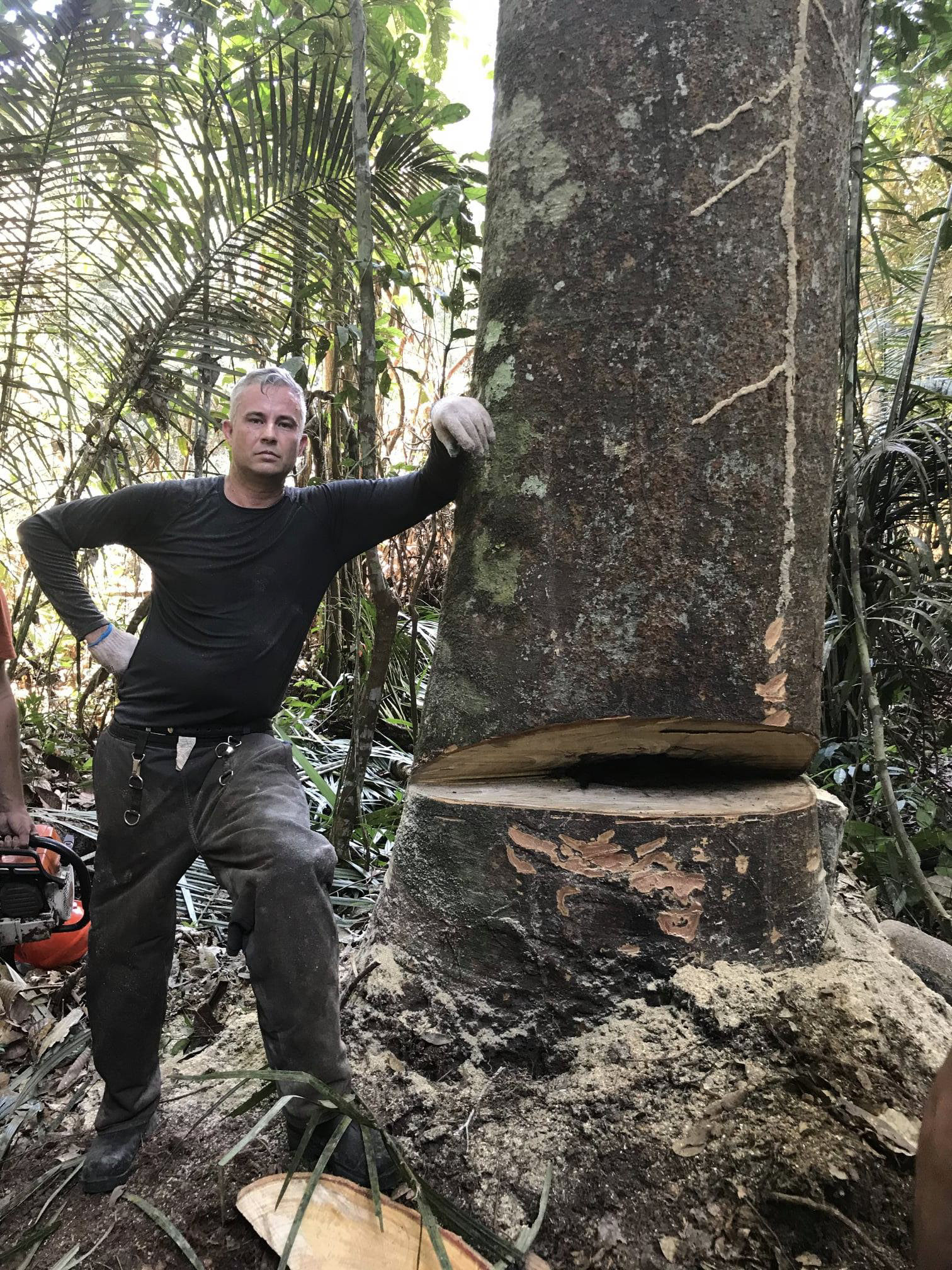 DeArmond tree felling