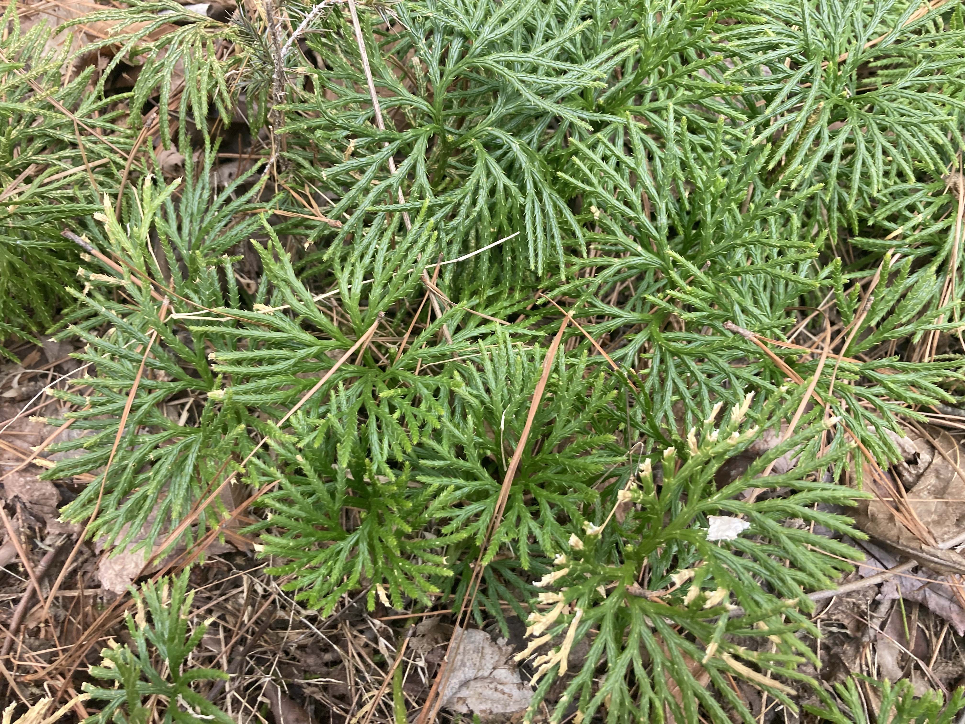 fan clubmoss plant