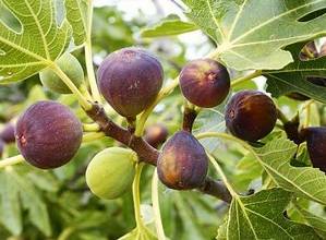 Figs on a tree.