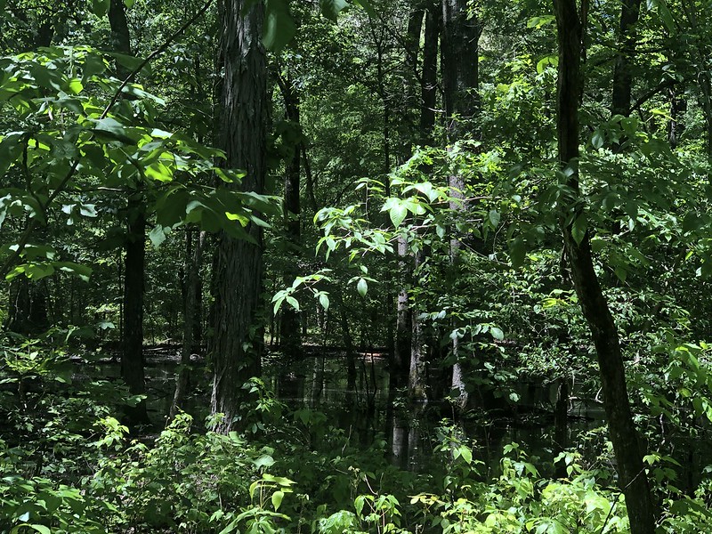 Flooded timberland