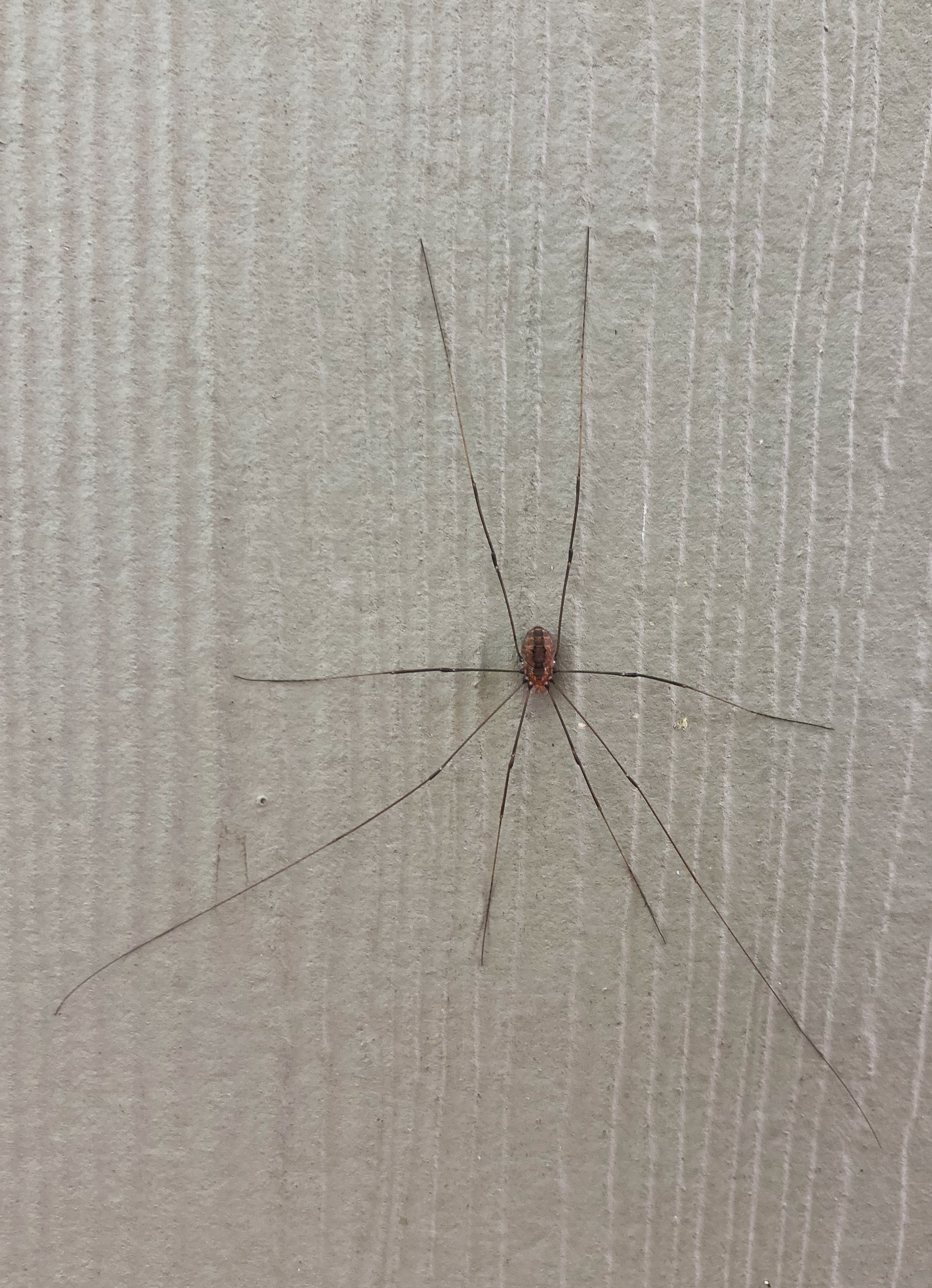 Grandaddy longlegs spider