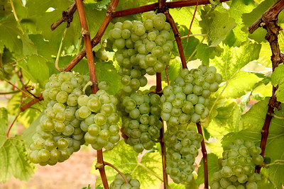 Green grapes on a vine.