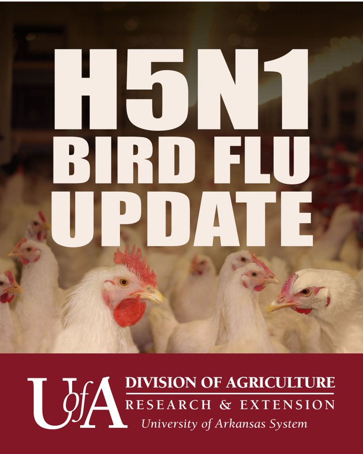 H5N1 Update graphic