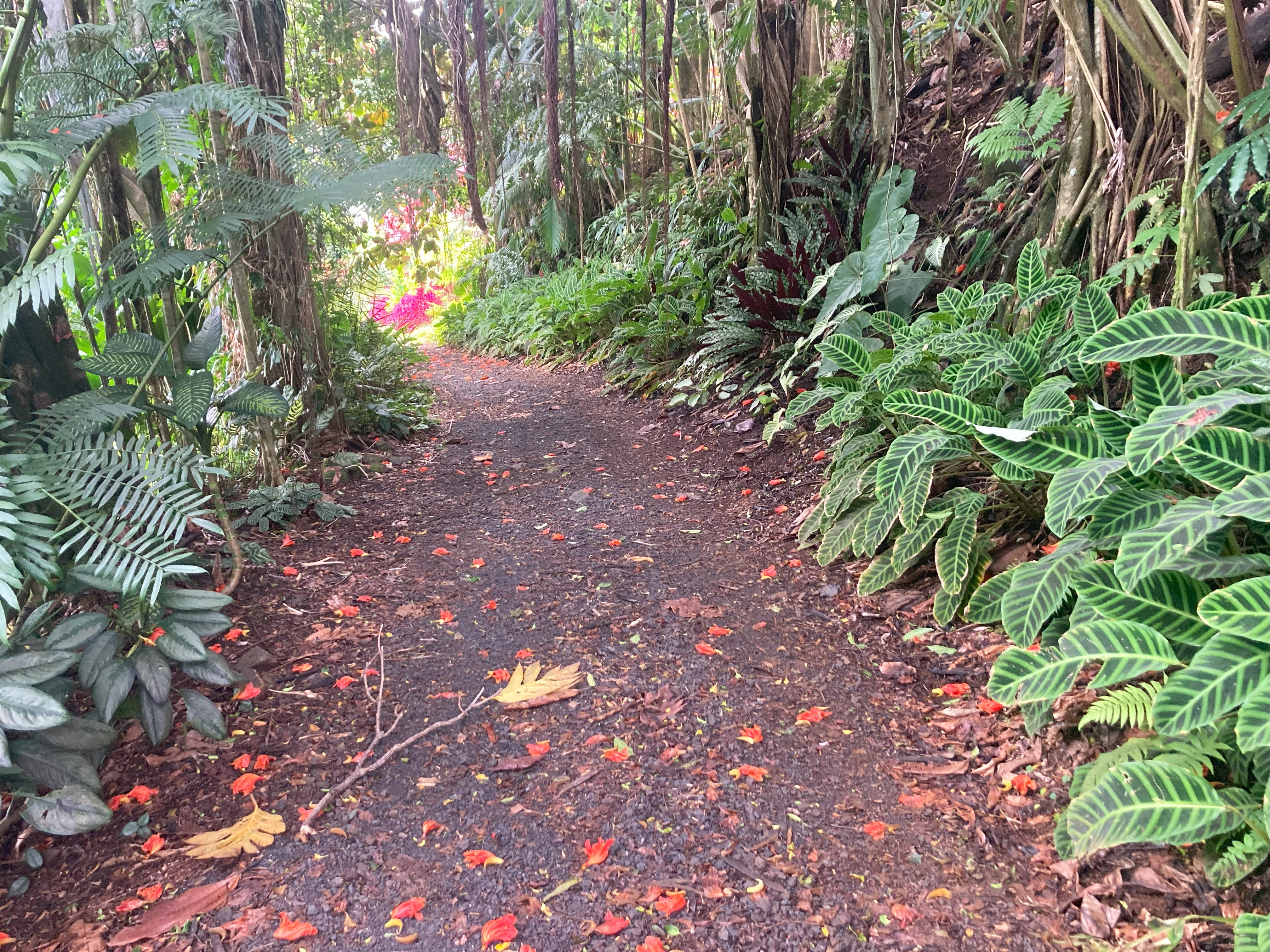 walking trail in Hawaii