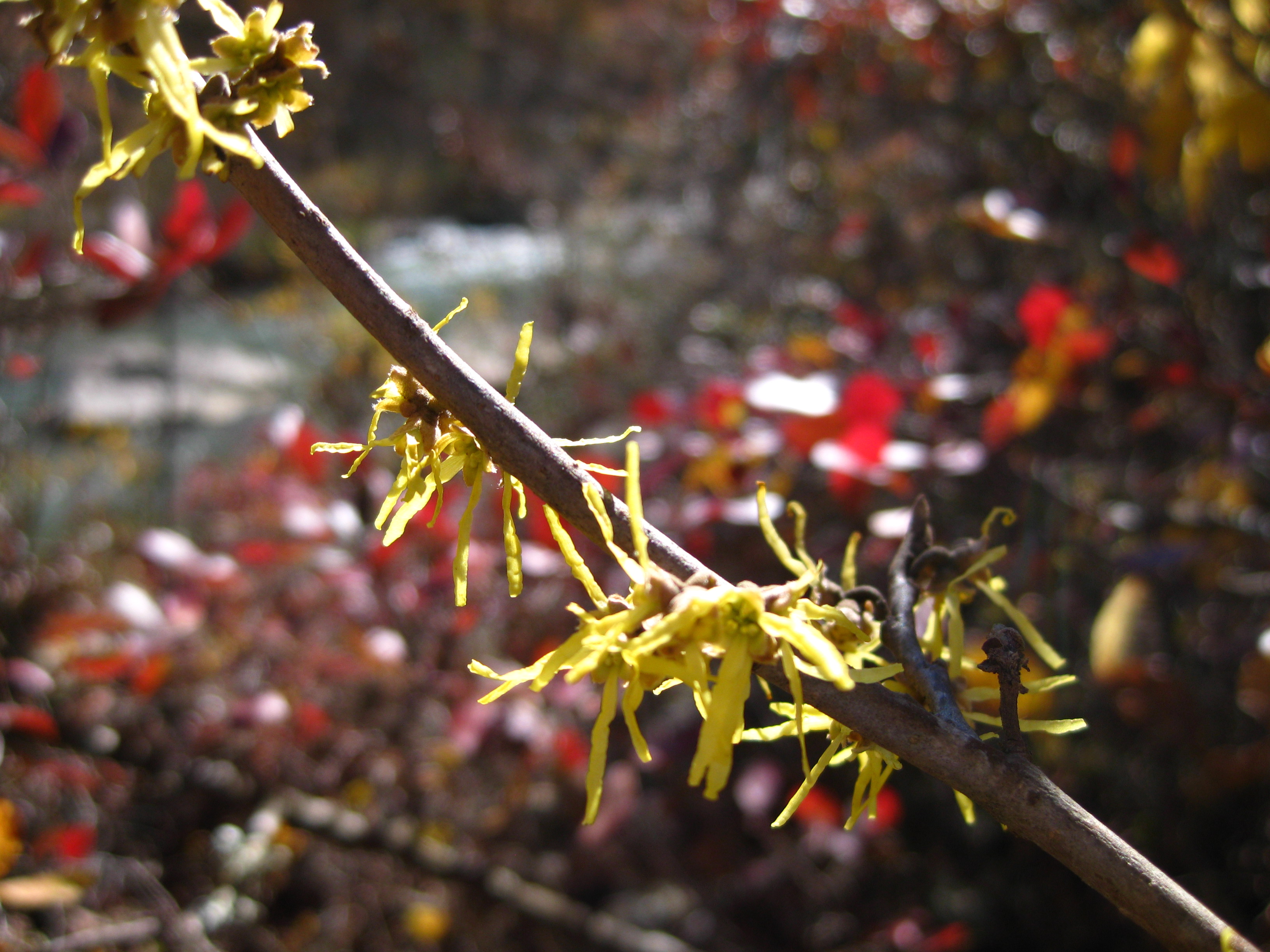 The common witchhazel blooms from October through December and is always a delight to find in wild places.