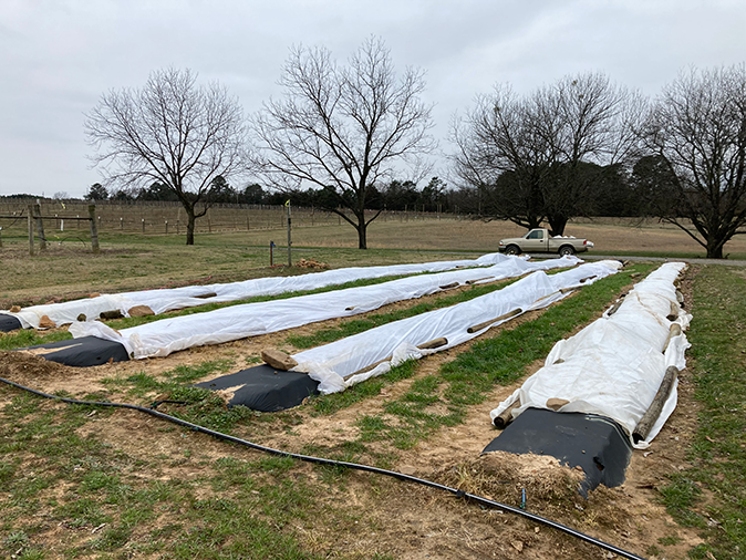 Crop covers on strawberries