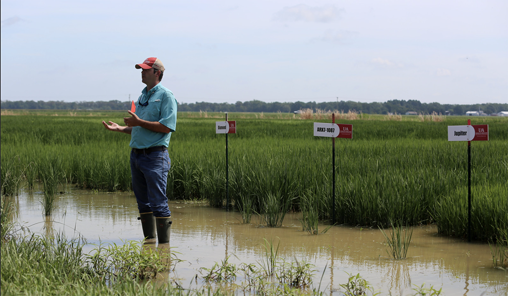 Jarrod Hardke in front of rice plots