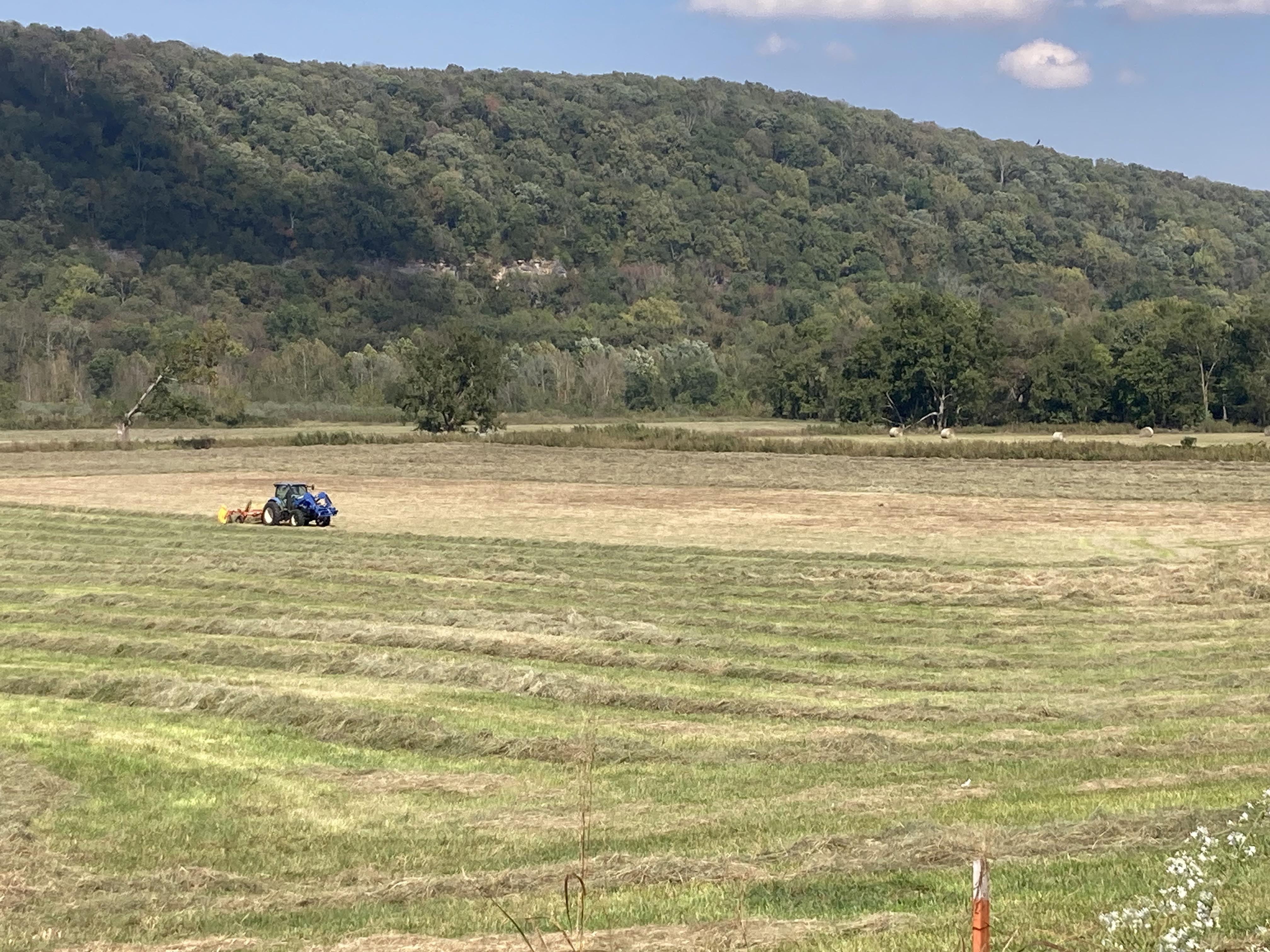A tractor harvesting a large field of fescue grass.