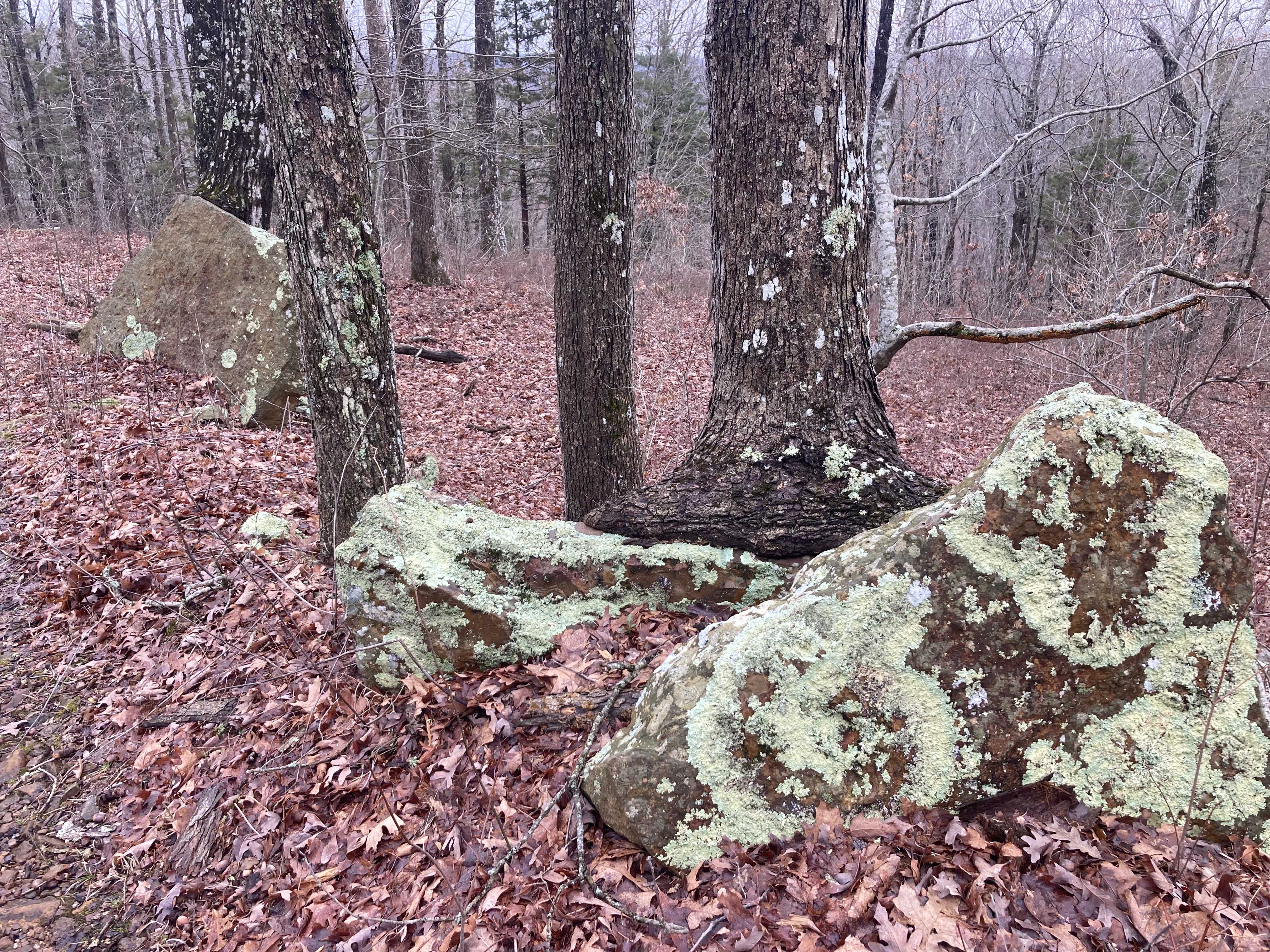 Lichen on rock