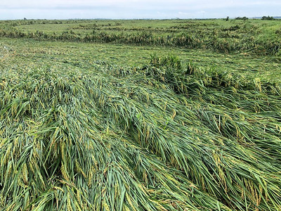 rice flattened by hurricane laura's remnants in 2020