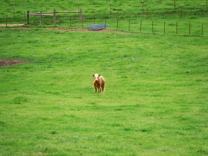 Lone Cow on green pasture