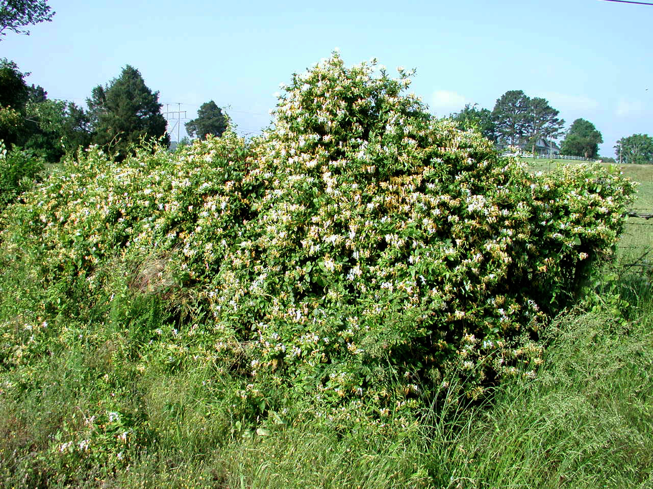 Japanese honeysuckle