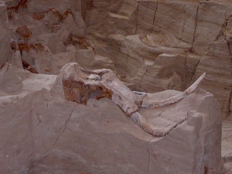 Megafauna Extinction