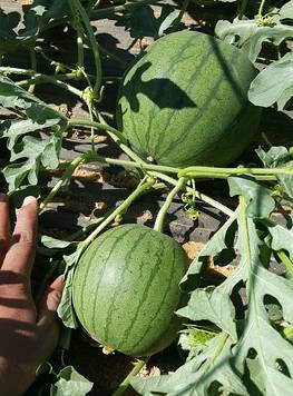 Melons growing on a vine.